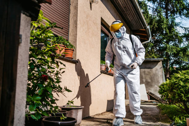 Best Local Pest Control Services  in Hayti, MO