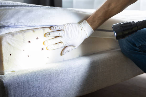 Best Emergency Pest Control  in Hayti, MO