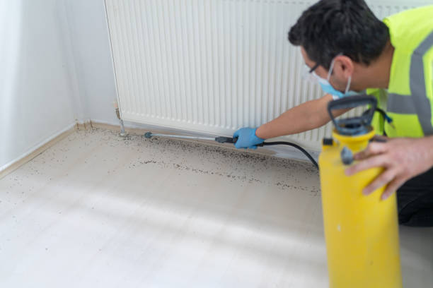 Best Pest Removal Services  in Hayti, MO