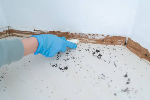 Trusted Hayti, MO Pest Control Experts